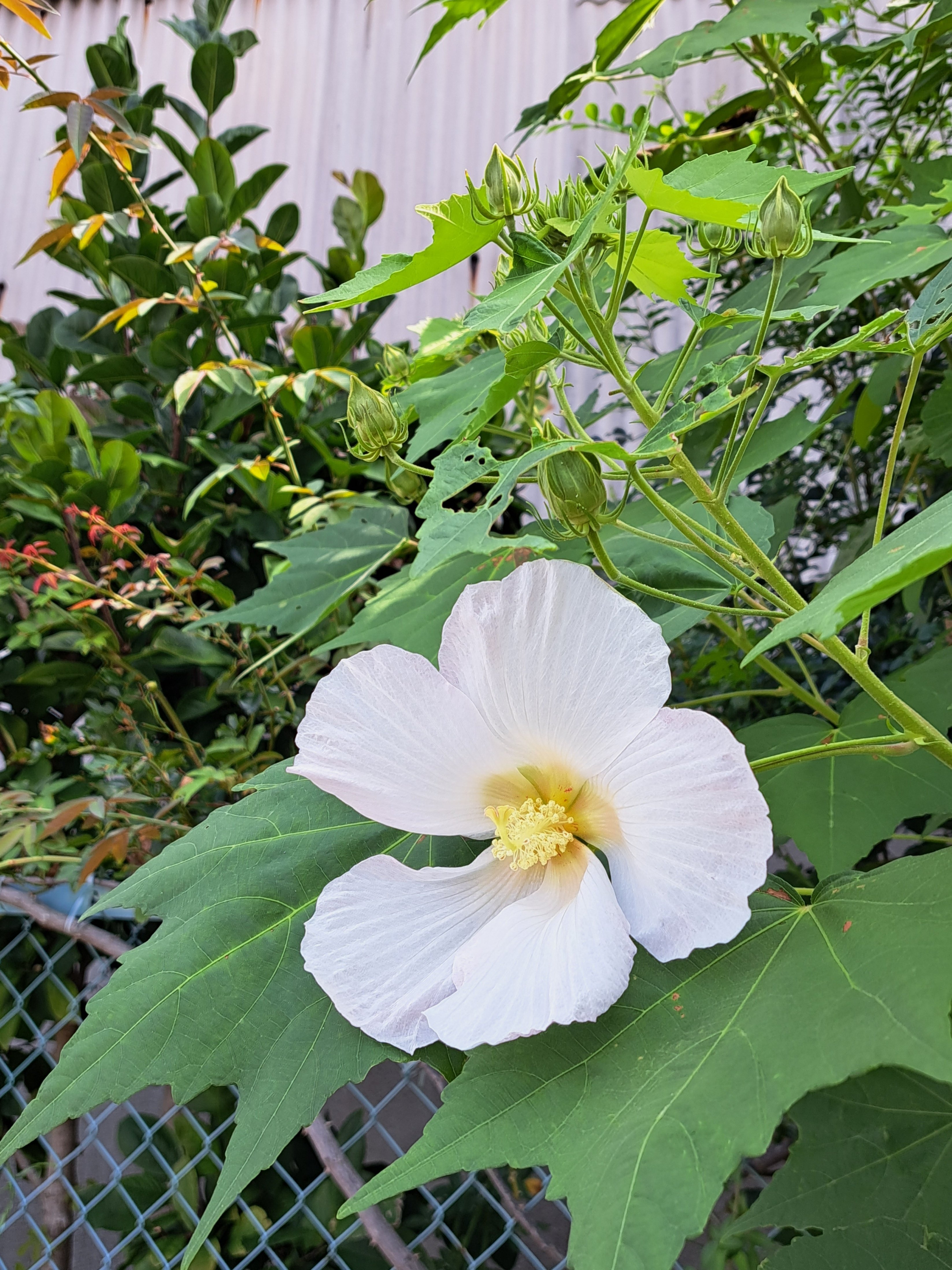 我が家の酔芙蓉開花｜光守氏天貴（ひがしあき)