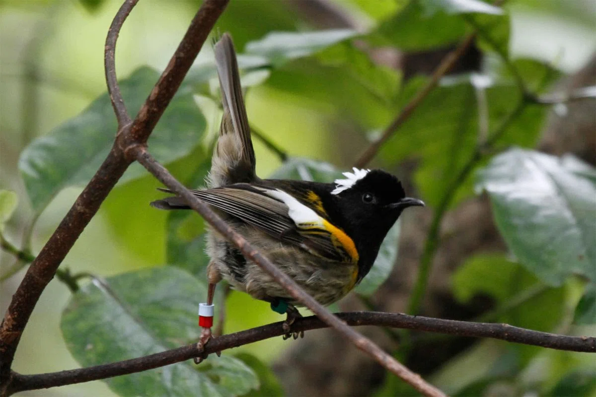 Threatened Birds of the World (絶滅危惧種鳥類) 絶滅危惧種の鳥🌏無人島滞在記④保護区inニュージーランド👉驚きの交配