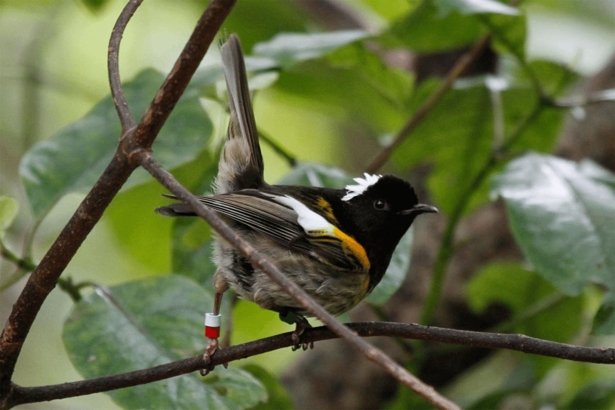 絶滅危惧種の鳥🌏無人島滞在記④保護区inニュージーランド👉驚き