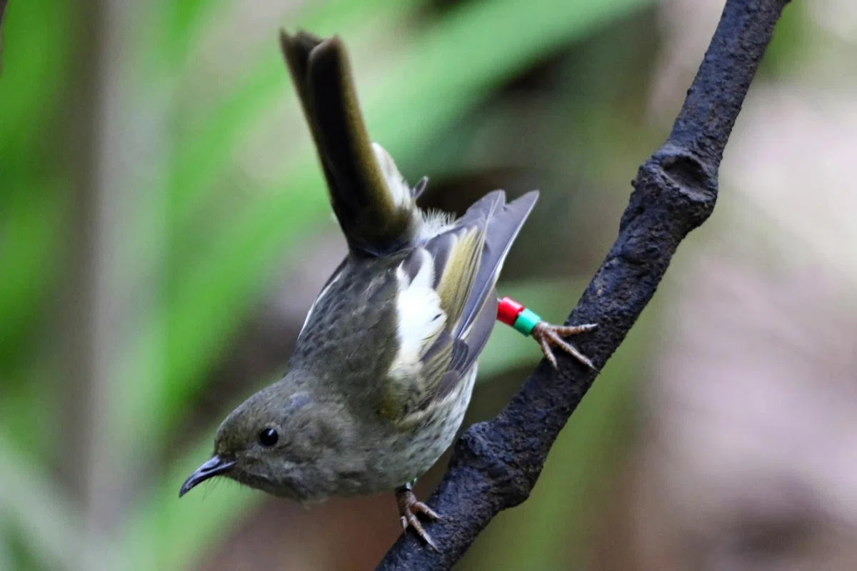 絶滅危惧種の鳥🌏無人島滞在記④保護区inニュージーランド👉驚きの交配