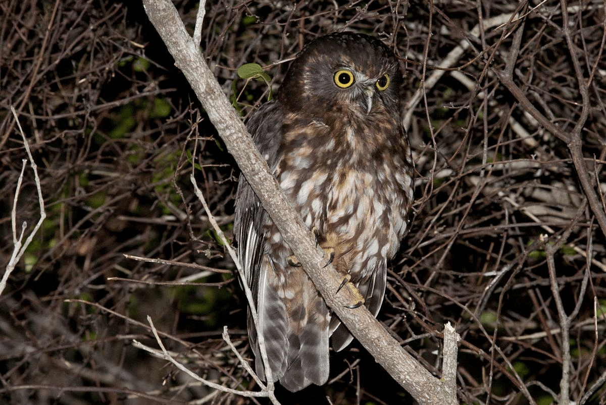 絶滅危惧種の鳥🌏無人島滞在記④保護区inニュージーランド👉驚き