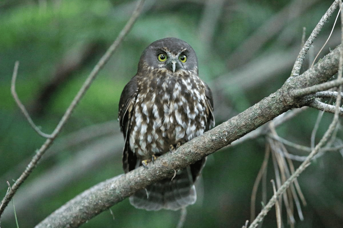 絶滅危惧種の鳥🌏無人島滞在記④保護区inニュージーランド👉驚き