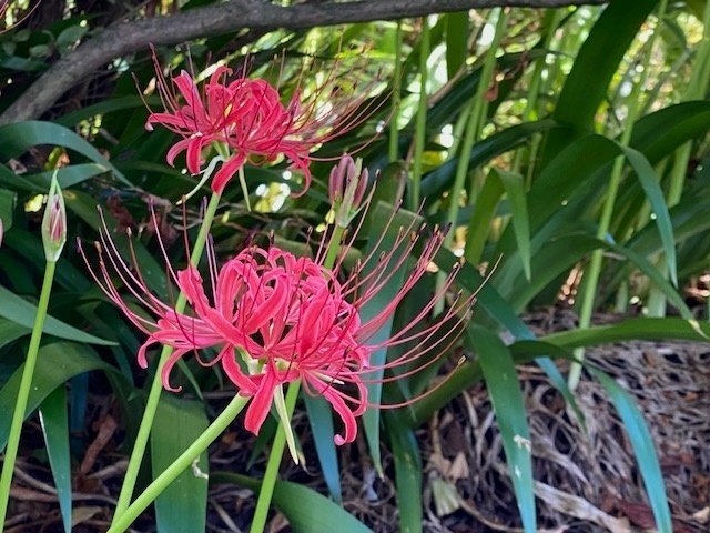 石垣と曼珠沙華 (彼岸花)