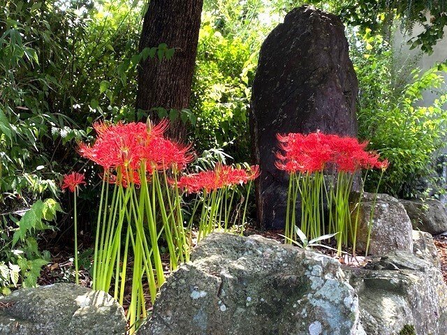 石垣と曼珠沙華 (彼岸花)