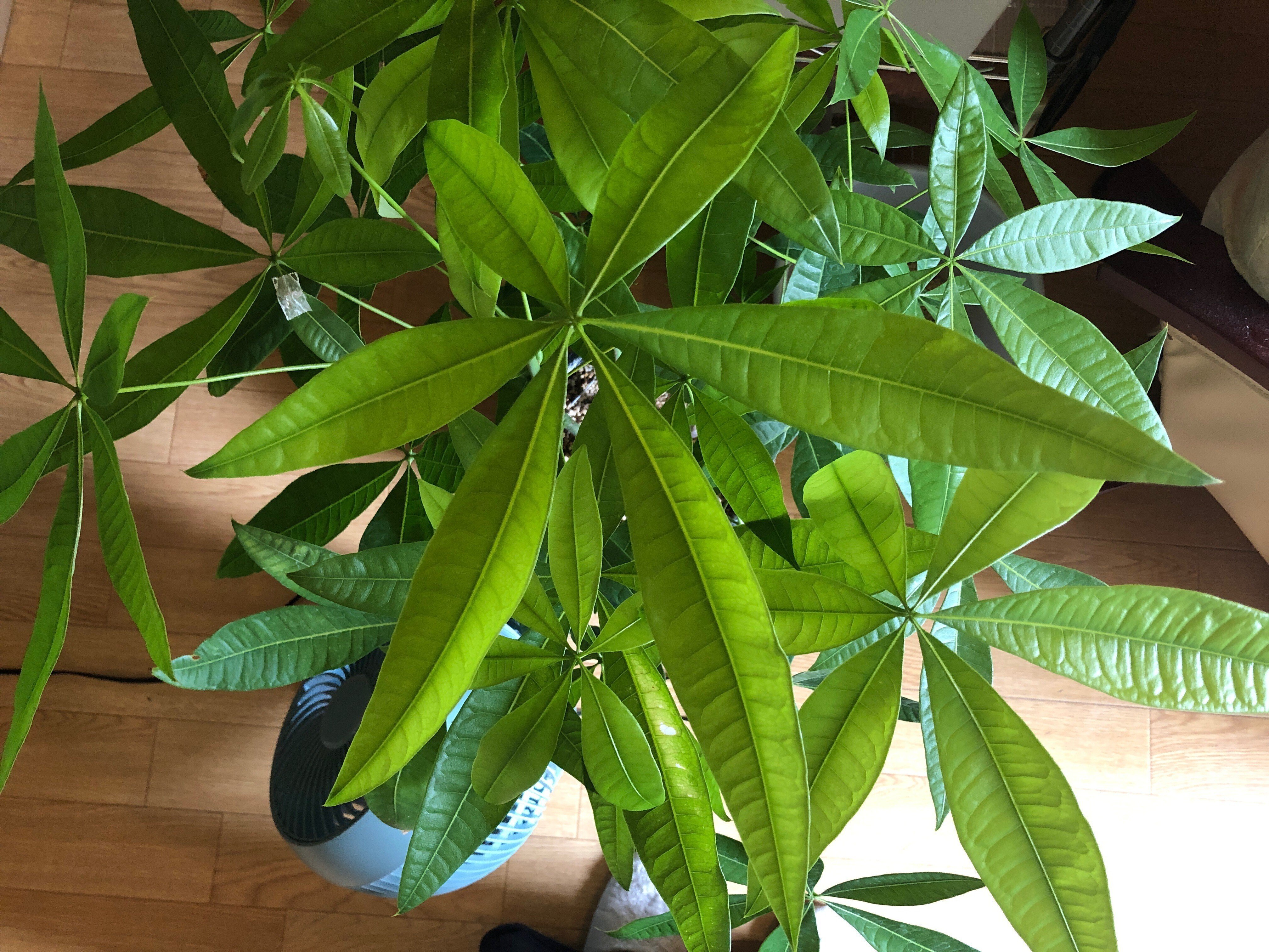 6枚葉パキラ｜穂の気ままライフ