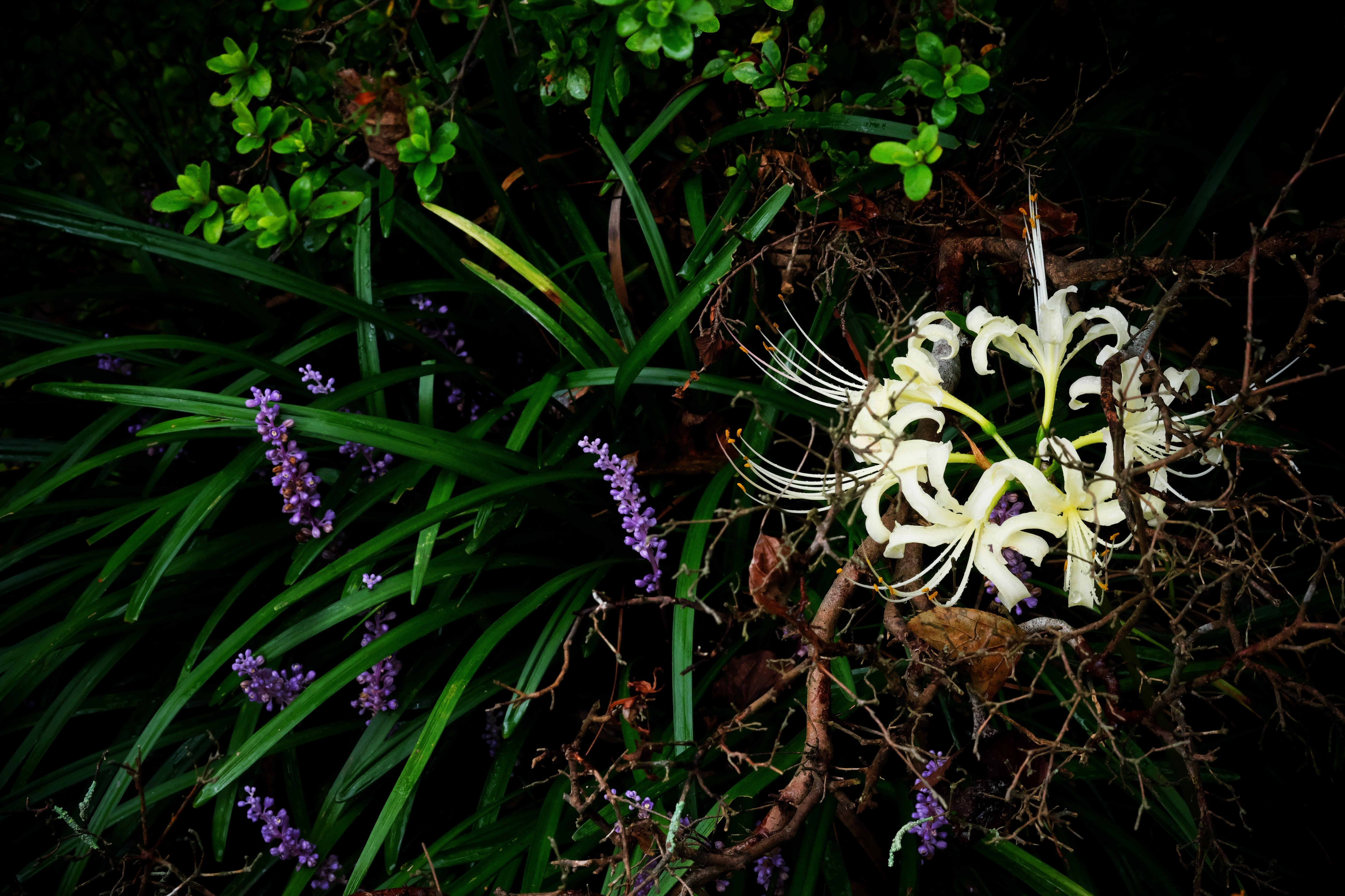 曼珠沙華の花咲く時｜燿 (hikari)