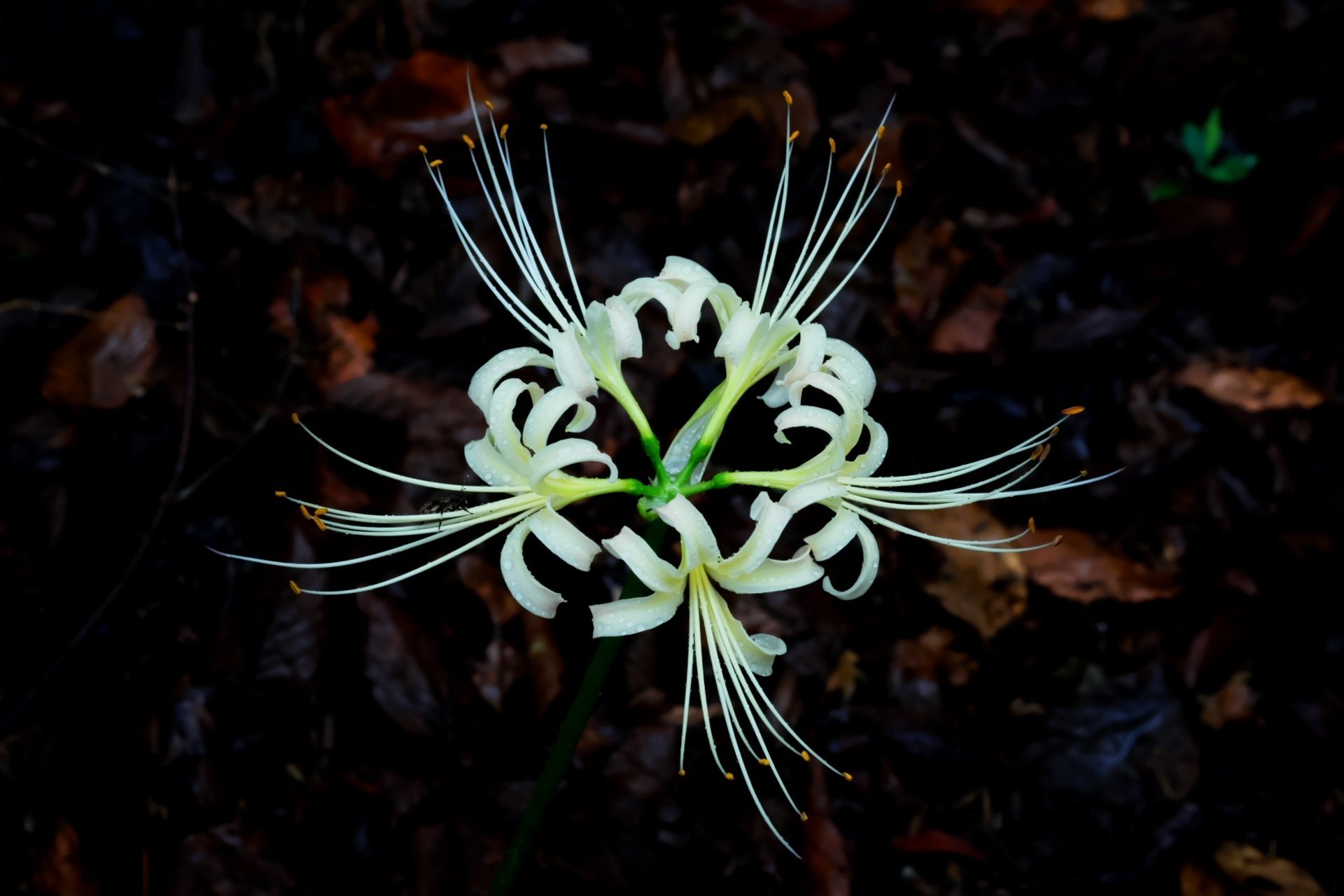 曼珠沙華の花咲く時｜燿 (hikari)