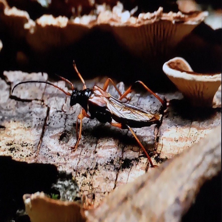 昆虫 擬態｜奥日光 letter