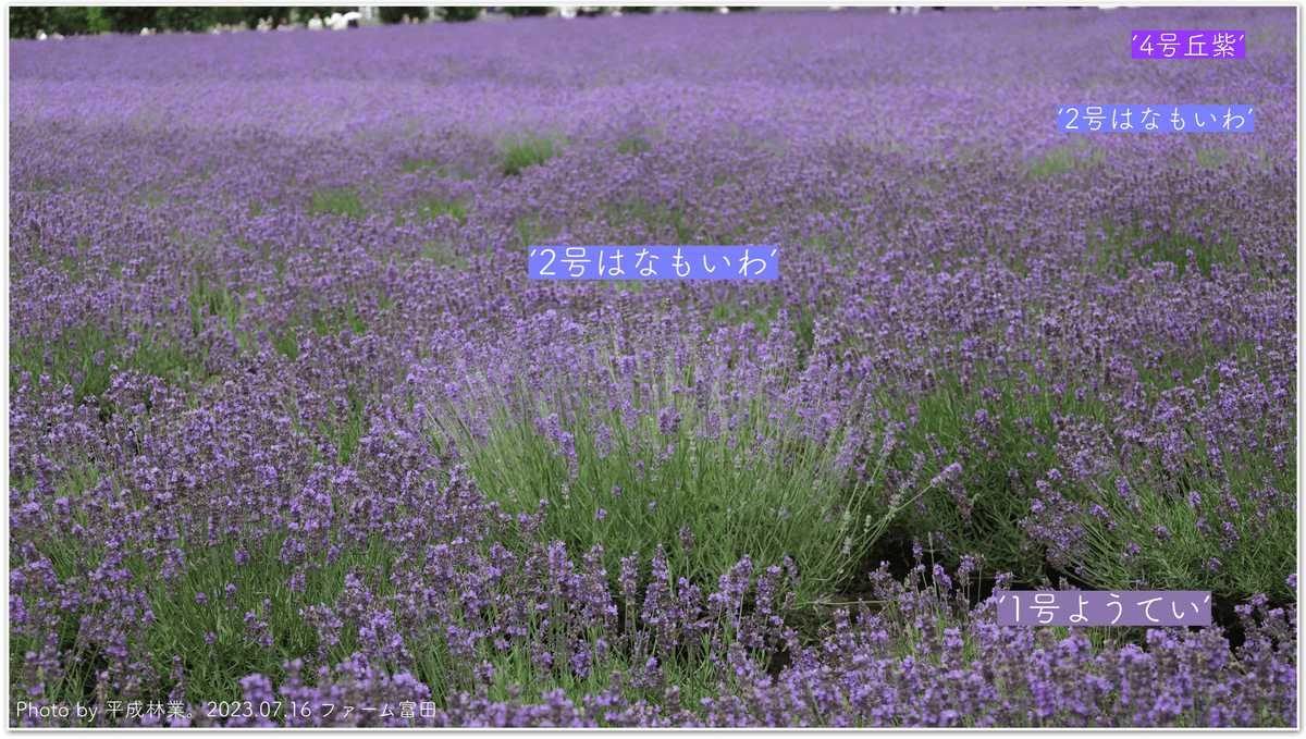 ラベンダーとなっております 7月5日の誕生花 – 株式会社科学技術研究所