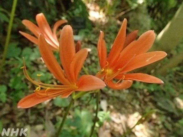 オレンジ色のオオキツネノカミソリの花