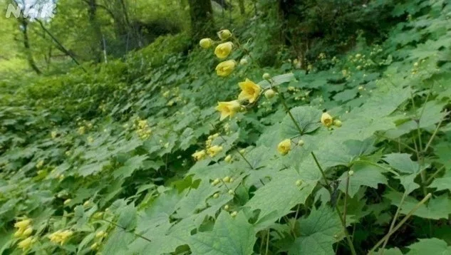 自生するキレンゲショウマ