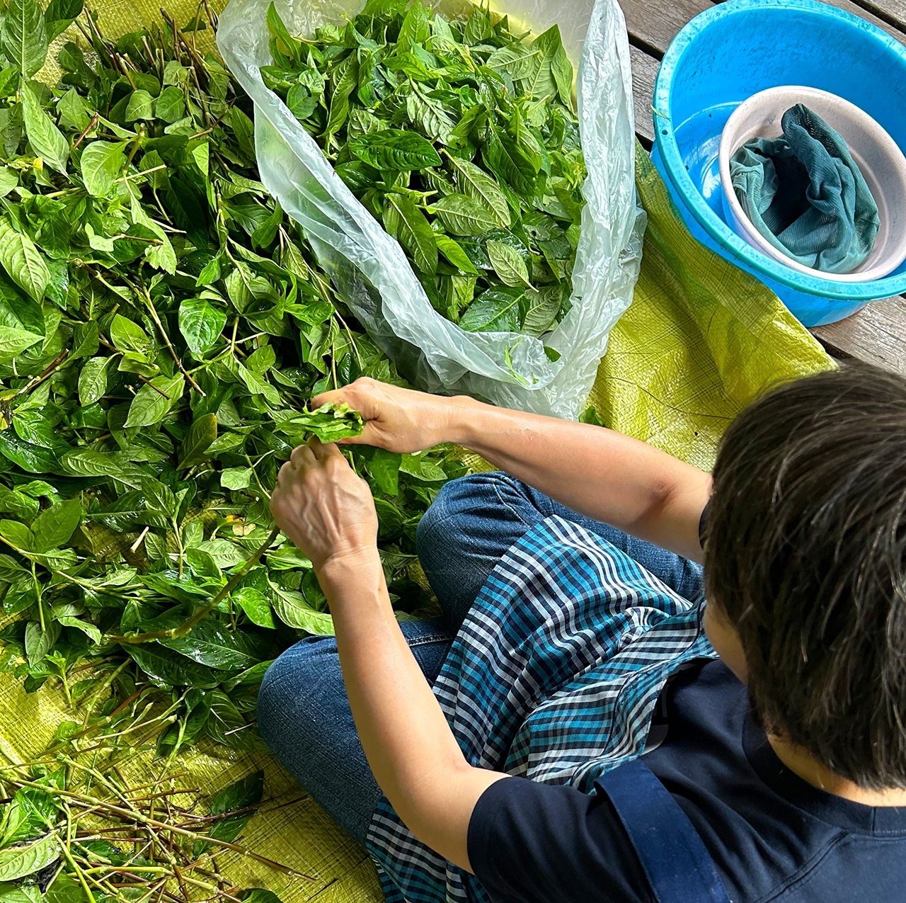 年に一度、この時期恒例の『藍の生葉染め』｜サナエvinsanchi