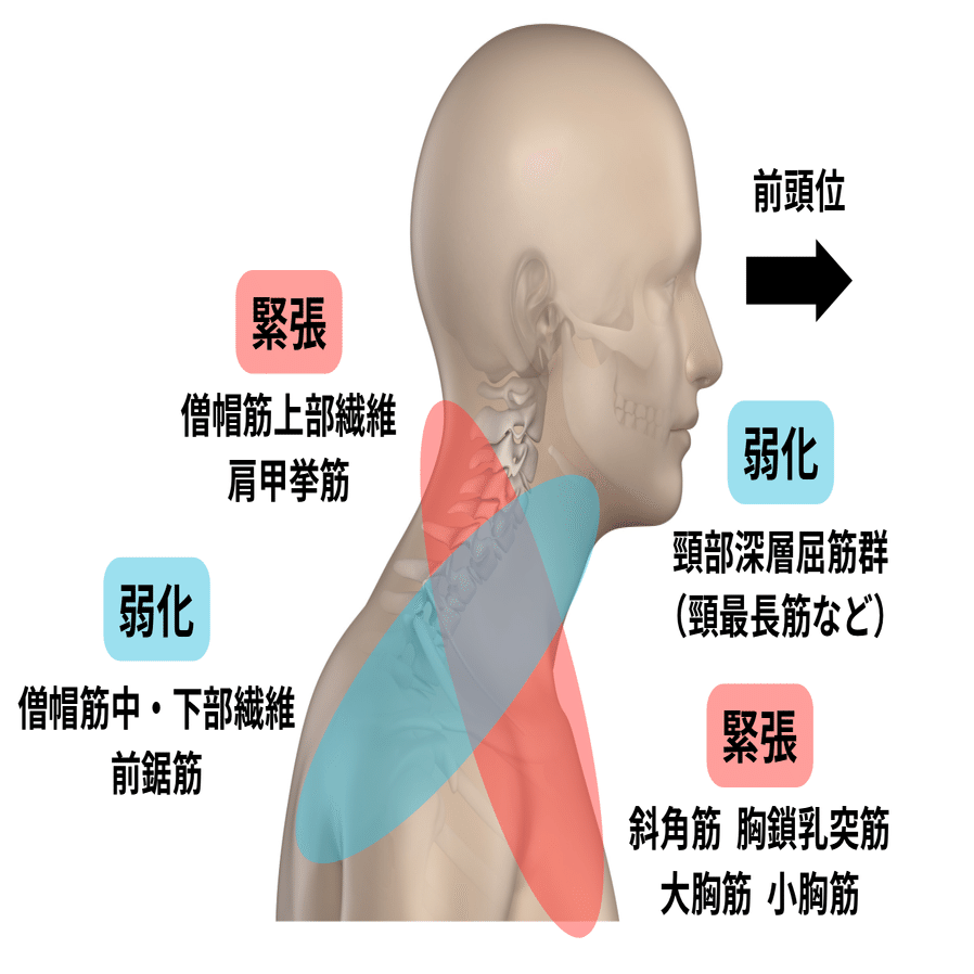 頭頸部の理解と臨床評価・アプローチ【サブスク】｜理学療法士による
