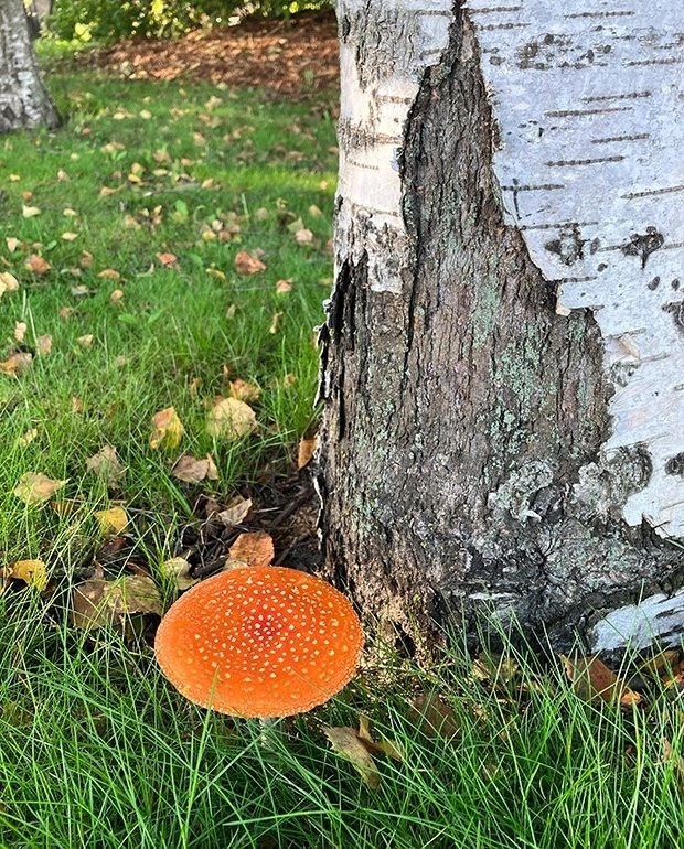 毒キノコを喰らう民｜森野 しゑに