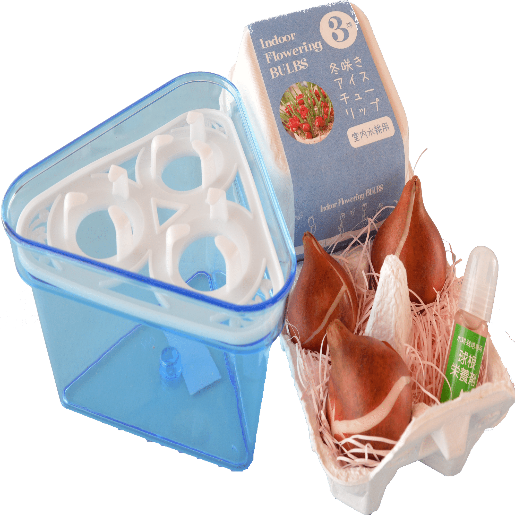 球根のプロがお薦めする水耕栽培キット｜aoitulip（Akihiro Fujioka）