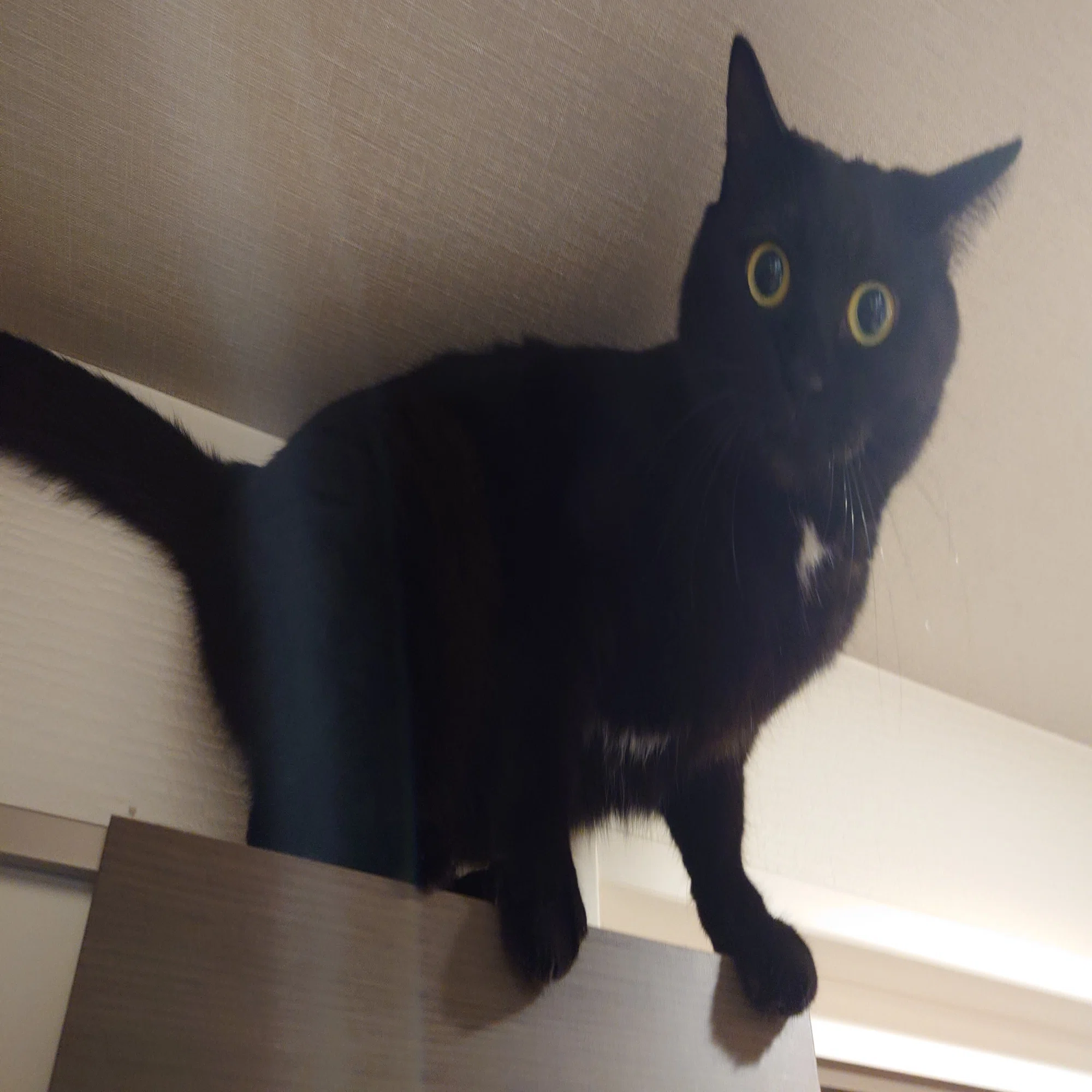 我が家の猫が幸運を呼ぶ！？ ～不思議な猫の物語～｜株式会社アイネ 