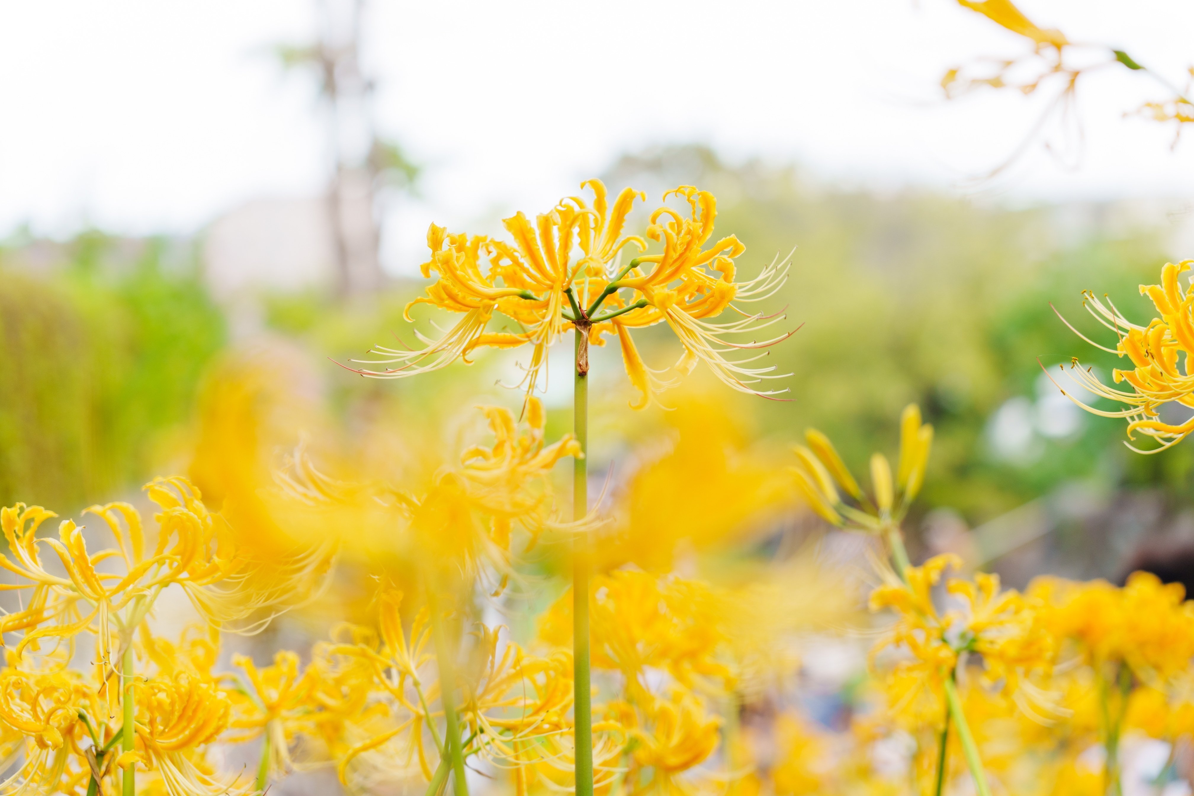 彼岸花(#1147)｜RURI