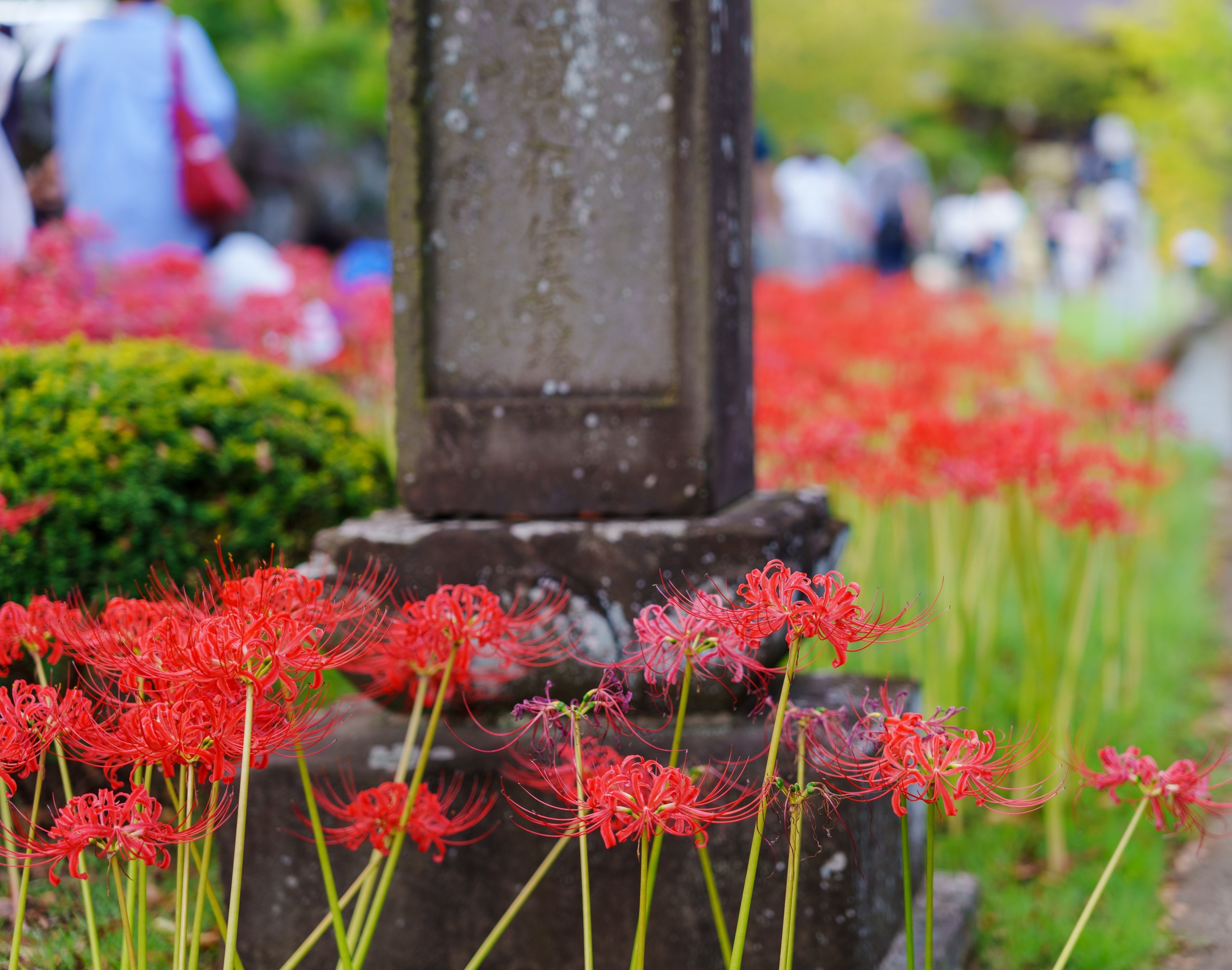 彼岸花(#1147)｜RURI