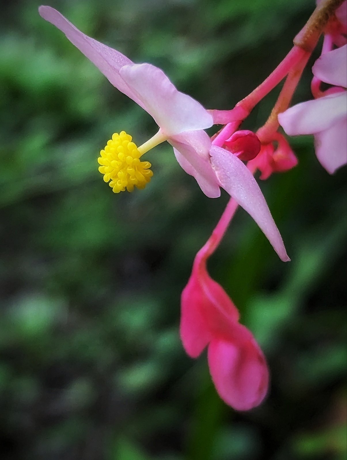 庭の秋海棠｜annon