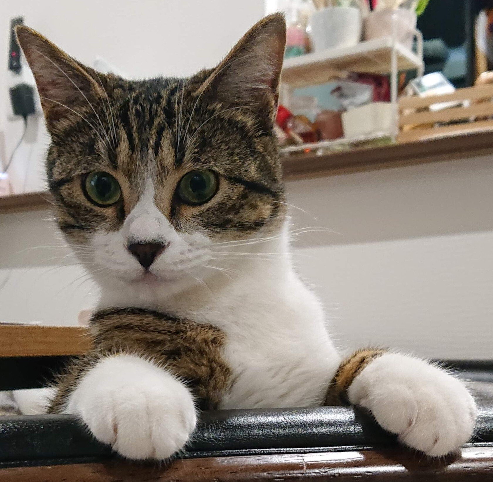 我が家の猫が幸運を呼ぶ！？ ～不思議な猫の物語～｜株式会社