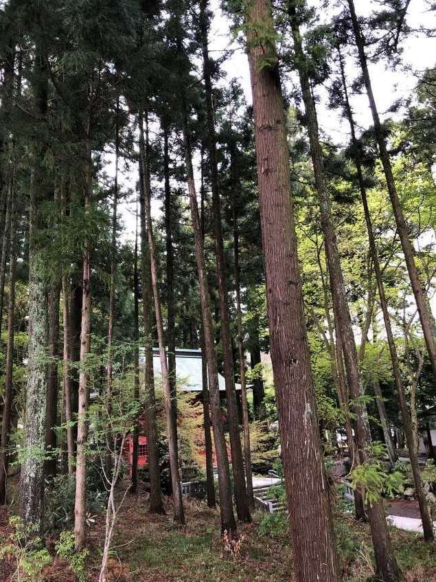 富士山東口本宮浅間神社の社殿(盗撮風)