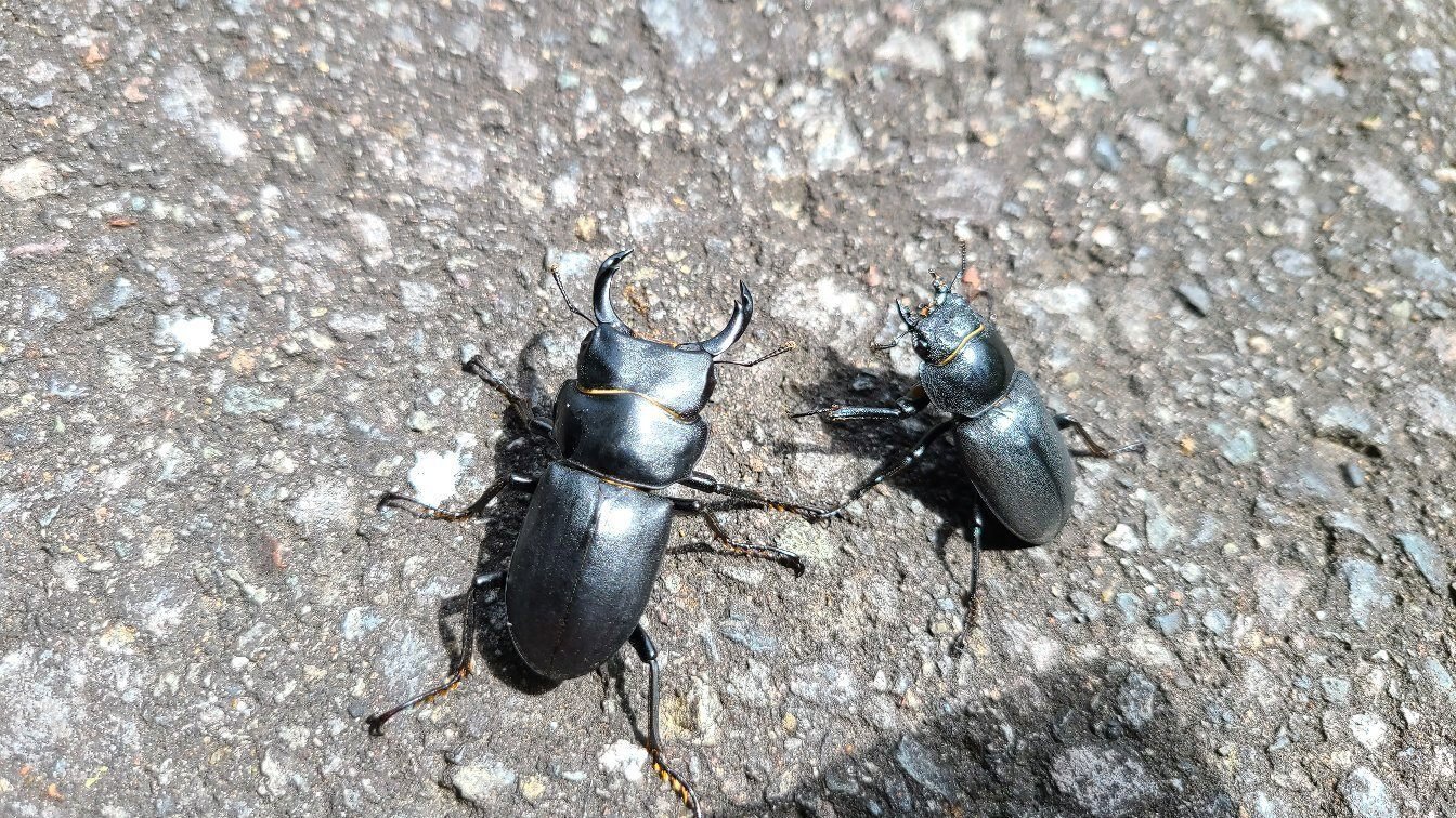 長野県 ヒメオオクワガタ採集｜キヨタミ