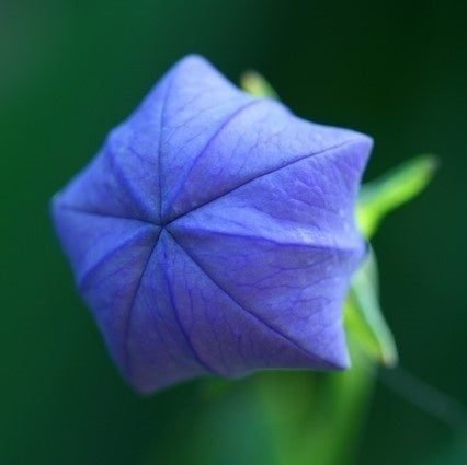 ハーブ天然ものがたり】桔梗｜星と風船と釣鐘と〜五芒星が解き放つ青紫