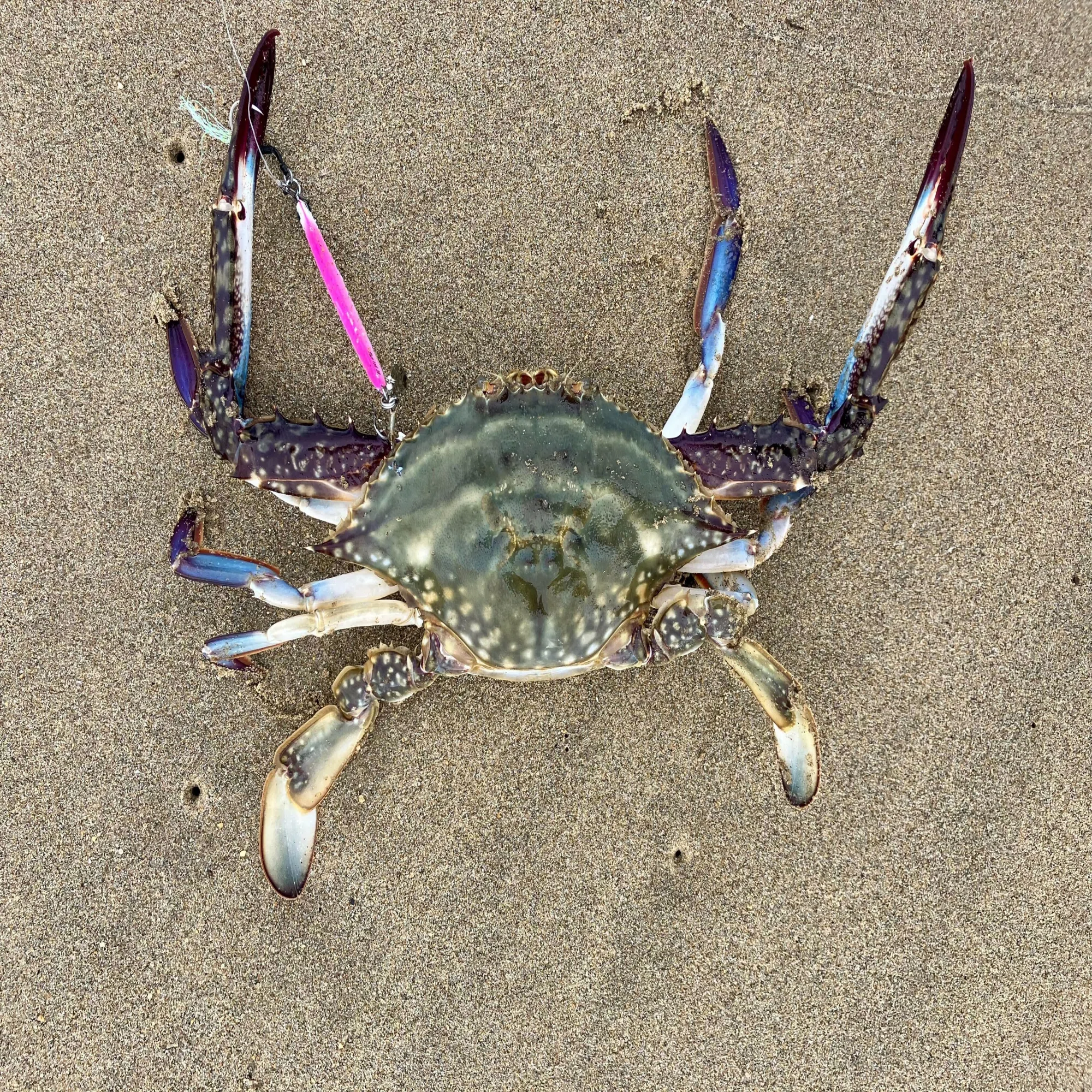 Catching, Eating, and Enjoying Blue Crabs｜itoken