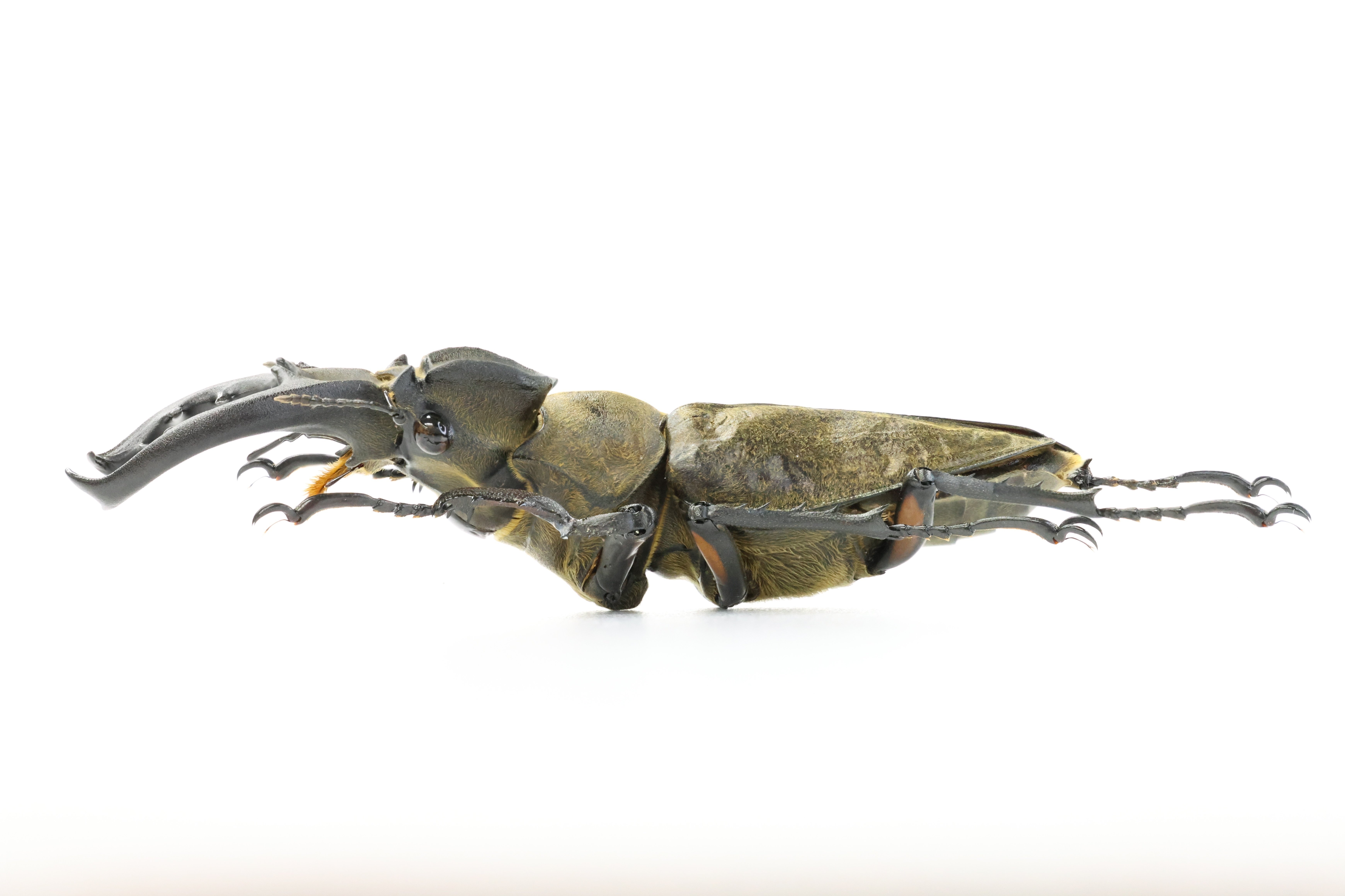 【標本】希少ルディヴィナミヤマクワガタ　39.1ミリ　中国産　野外品 標本】希少ルディヴィナミヤマクワガタ 39.1ミリ 中国産 野外品