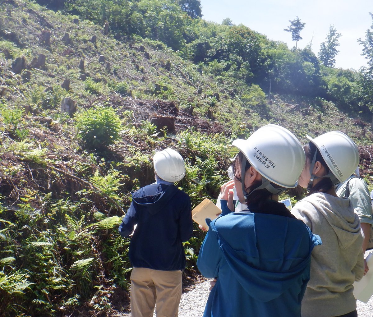 木の伐採後に苗木を植栽した現場