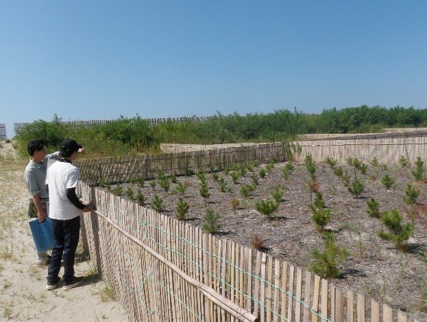 松くい虫の被害により枯れてしまった海岸マツ林を再生させている現場