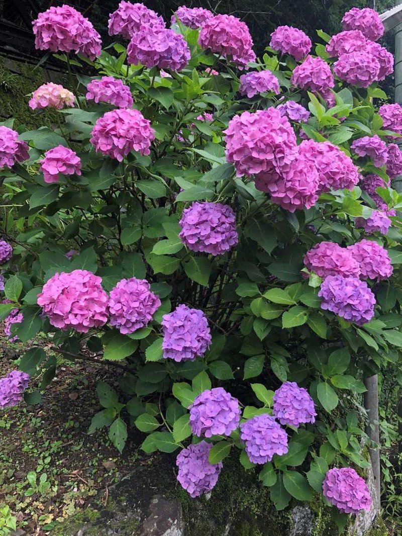 雨降山大山寺に咲く紫陽花