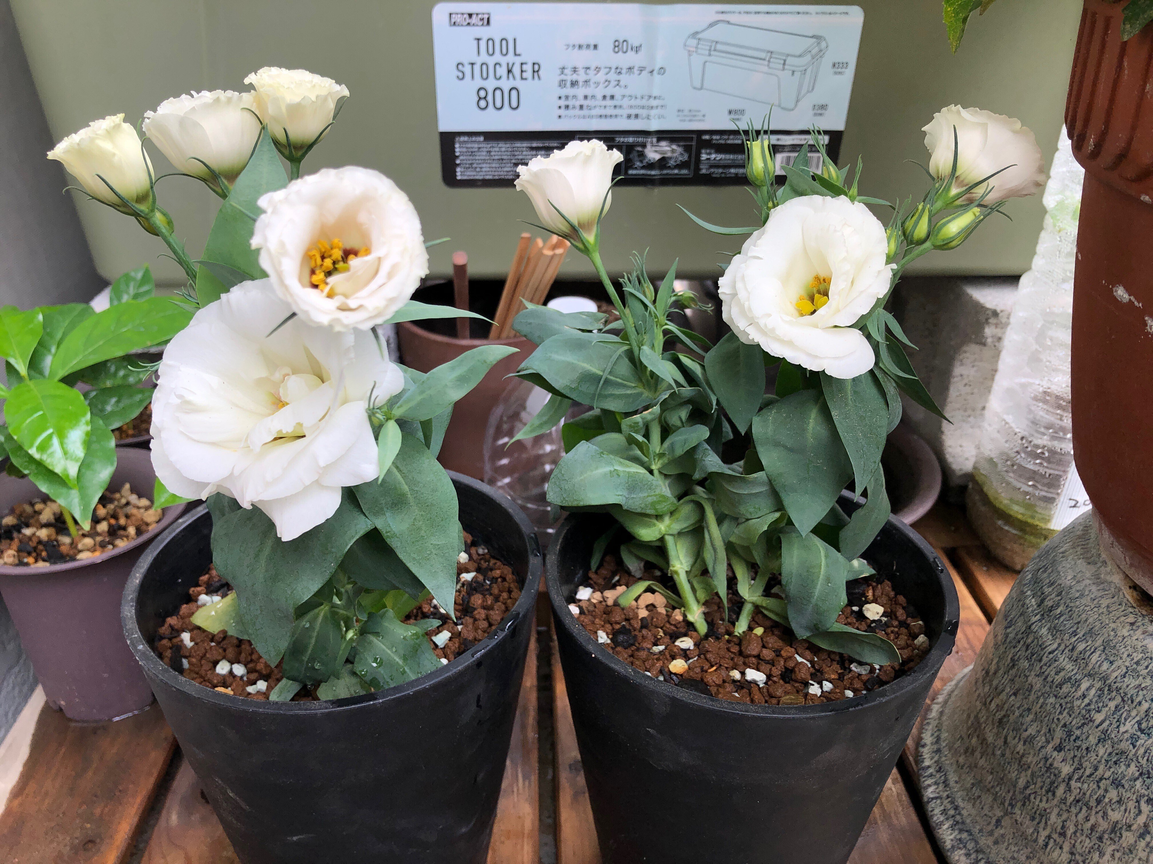 トルコキキョウ(トルコギキョウ)は三番花を咲かせるの？🌱成長記録｜穂