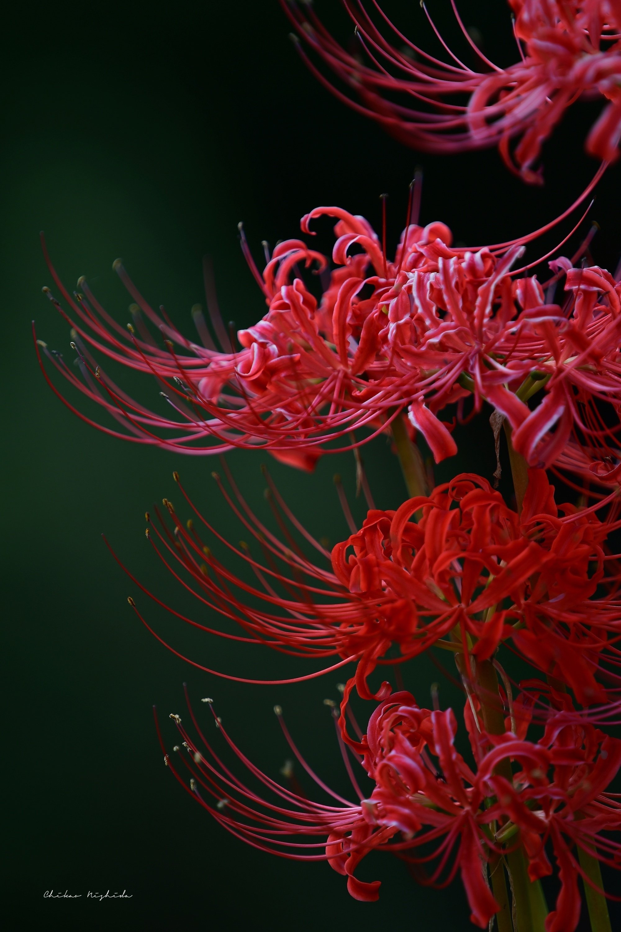 日野日出志 赤い花 絶版本☆昭和本　ハードカヴァー　幻色の孤島　ｄ01 日野日出志 赤い花 絶版本☆昭和本 ハードカヴァー 幻色の孤島