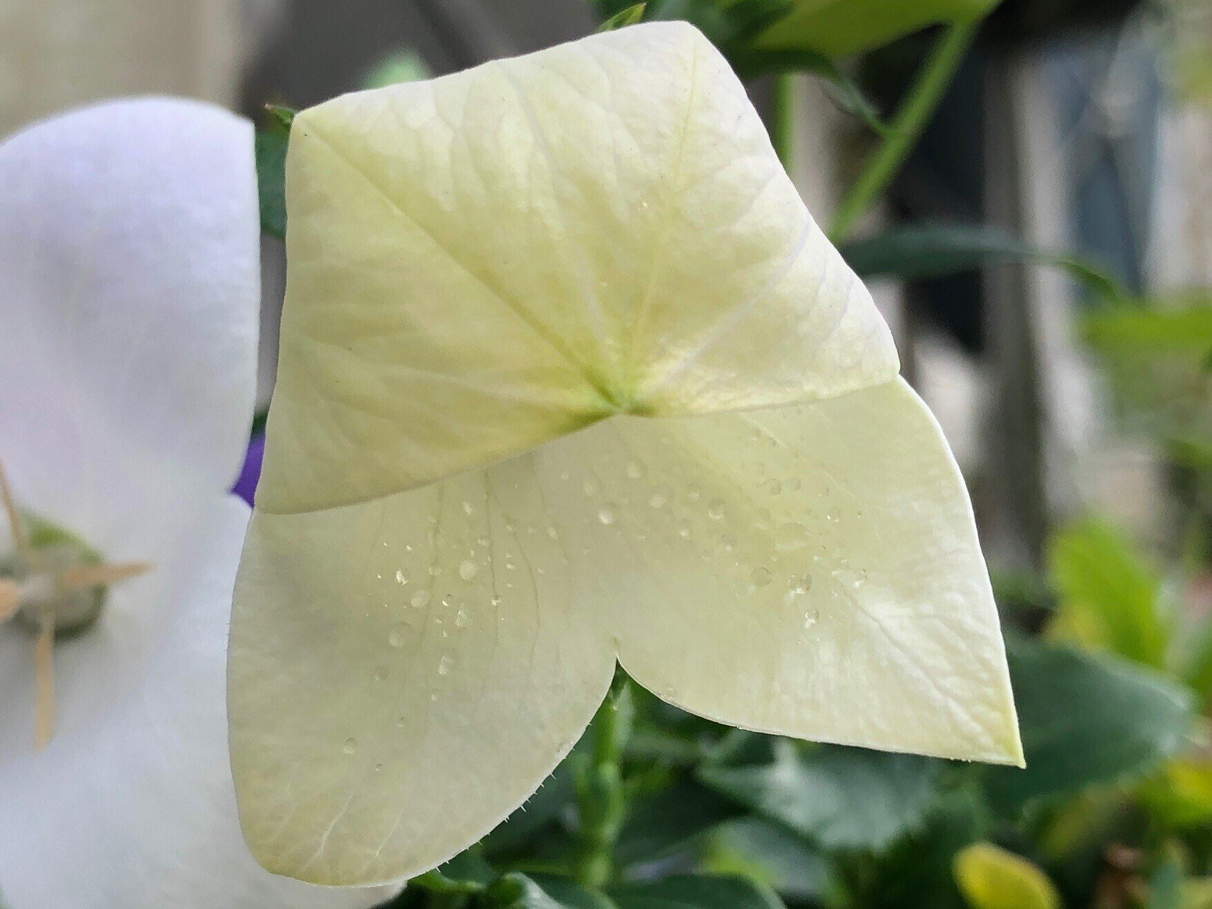 キキョウ(桔梗)の開花の様子を観察🌱蕾の内側に水滴💧｜穂の気ままライフ