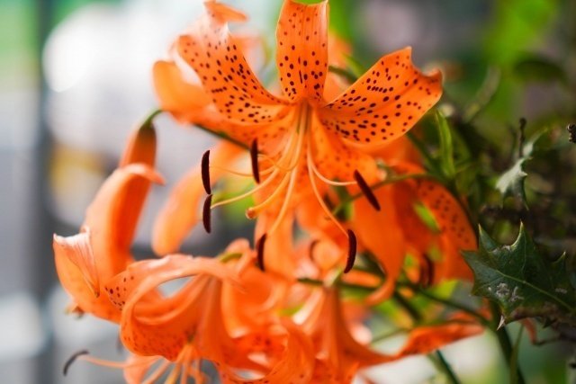 9/27のバースデーカラー；タイガーリリー｜KAORI