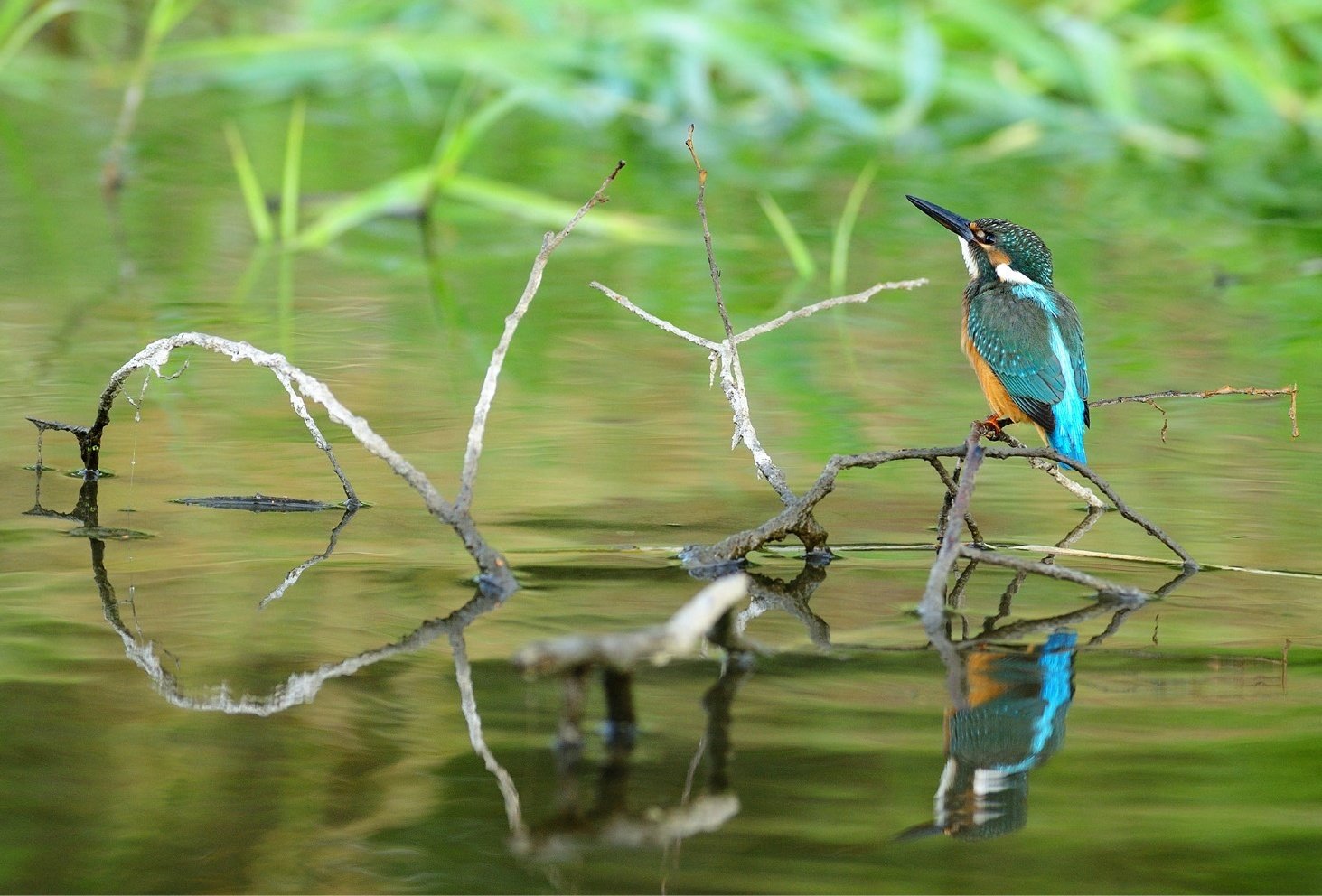 魅力的な青い鳥たち｜愛しい北海道ANIMALS｜ほんのひととき