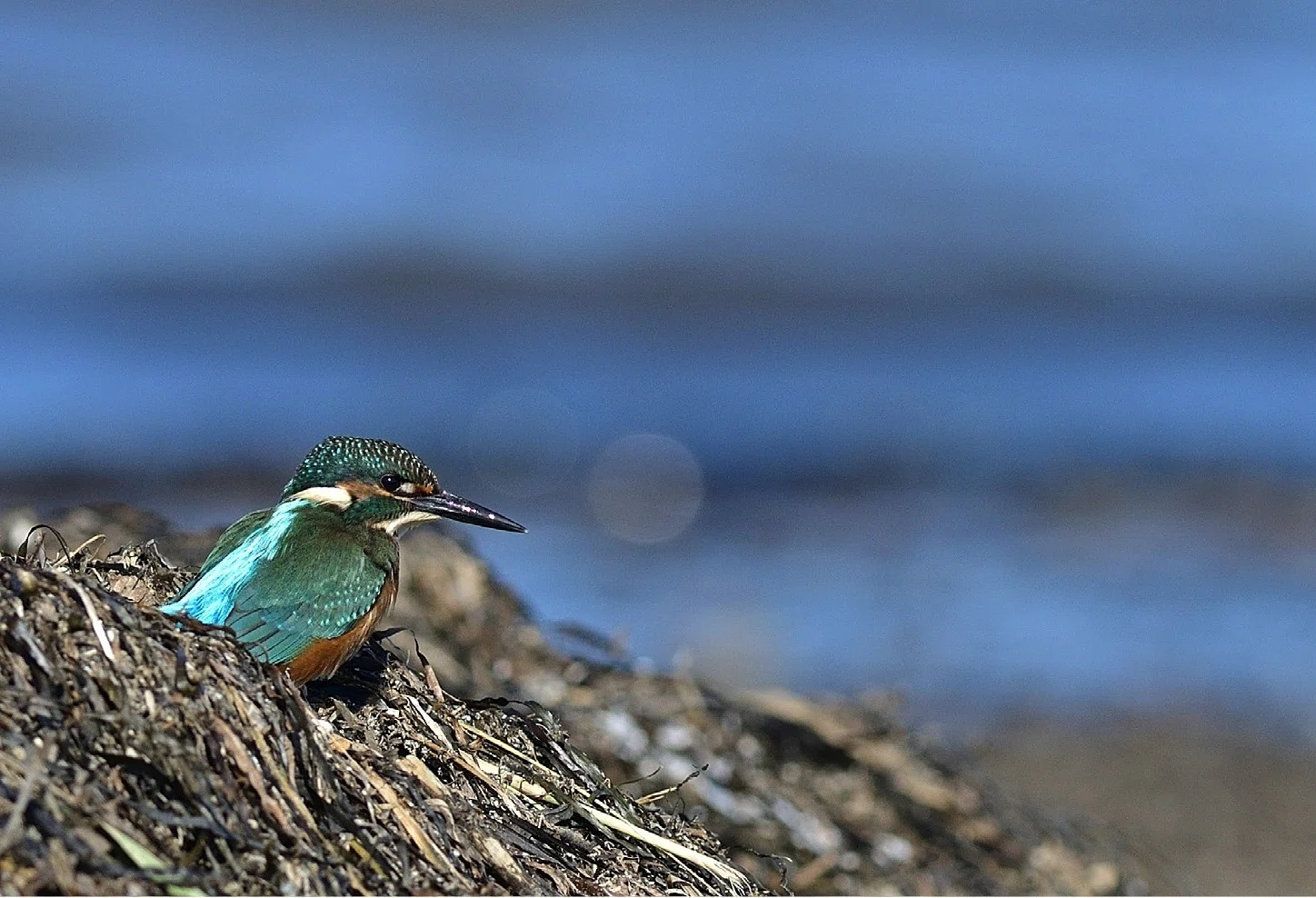 魅力的な青い鳥たち｜愛しい北海道ANIMALS｜ほんのひととき