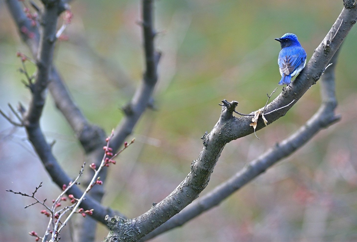 魅力的な青い鳥たち｜愛しい北海道ANIMALS｜ほんのひととき