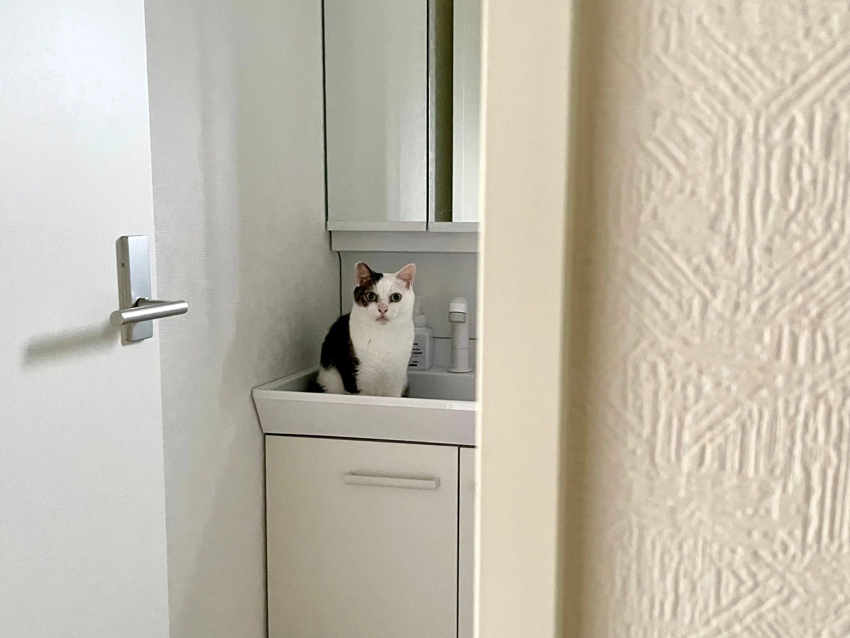待ってましたニャ】毎朝、洗面台で待機している猫ちゃんの姿が可愛