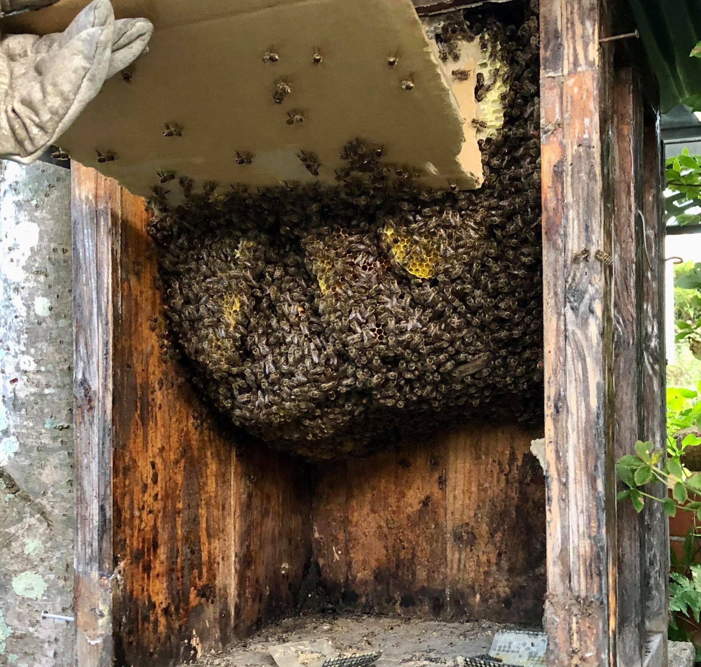 5階 蜜蜂巣箱 ミツバチ 巣箱 杉材養蜂箱キット 焼彩仕上 ワックスを煮る 5階の格子箱 防湿 防虫 防水 簡単インストール 3⁄5階 蜜蜂巣箱 ミツバチ 巣箱 重箱式 養蜂箱 杉材 蜂ハイブ 格子箱 煮