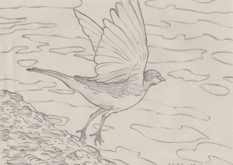 描く人、芸術家であるミヤタタカシの鉛筆による鳥のスケッチ