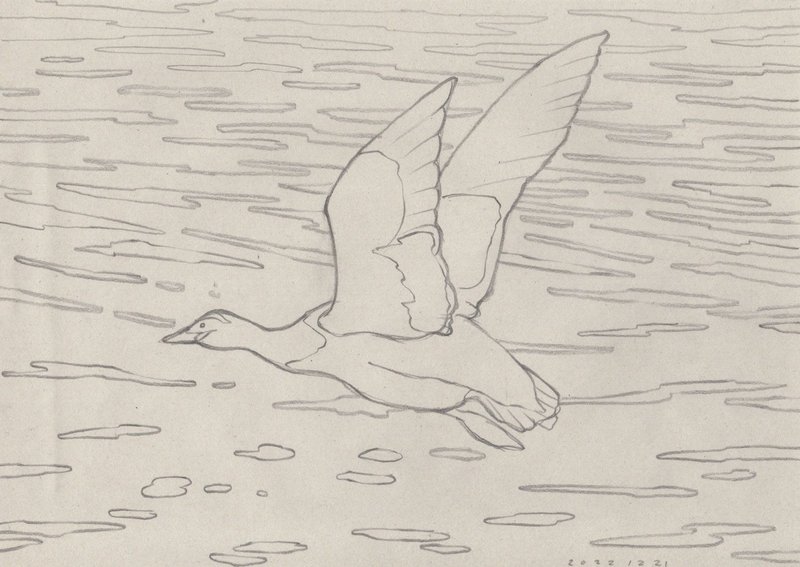描く人、芸術家であるミヤタタカシの鉛筆による鳥のスケッチ