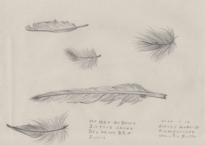 芸術家、絵本作家であるミヤタタカシの鉛筆による鳥のスケッチ