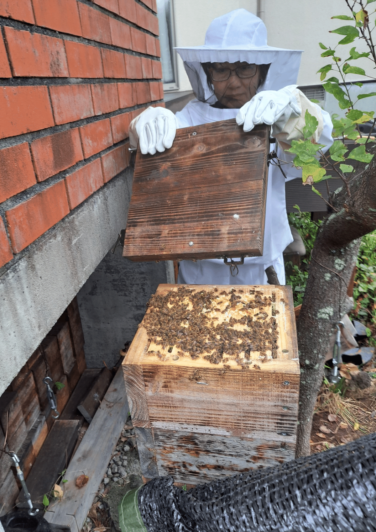 ニホンみつばちの巣 約1.2キロ