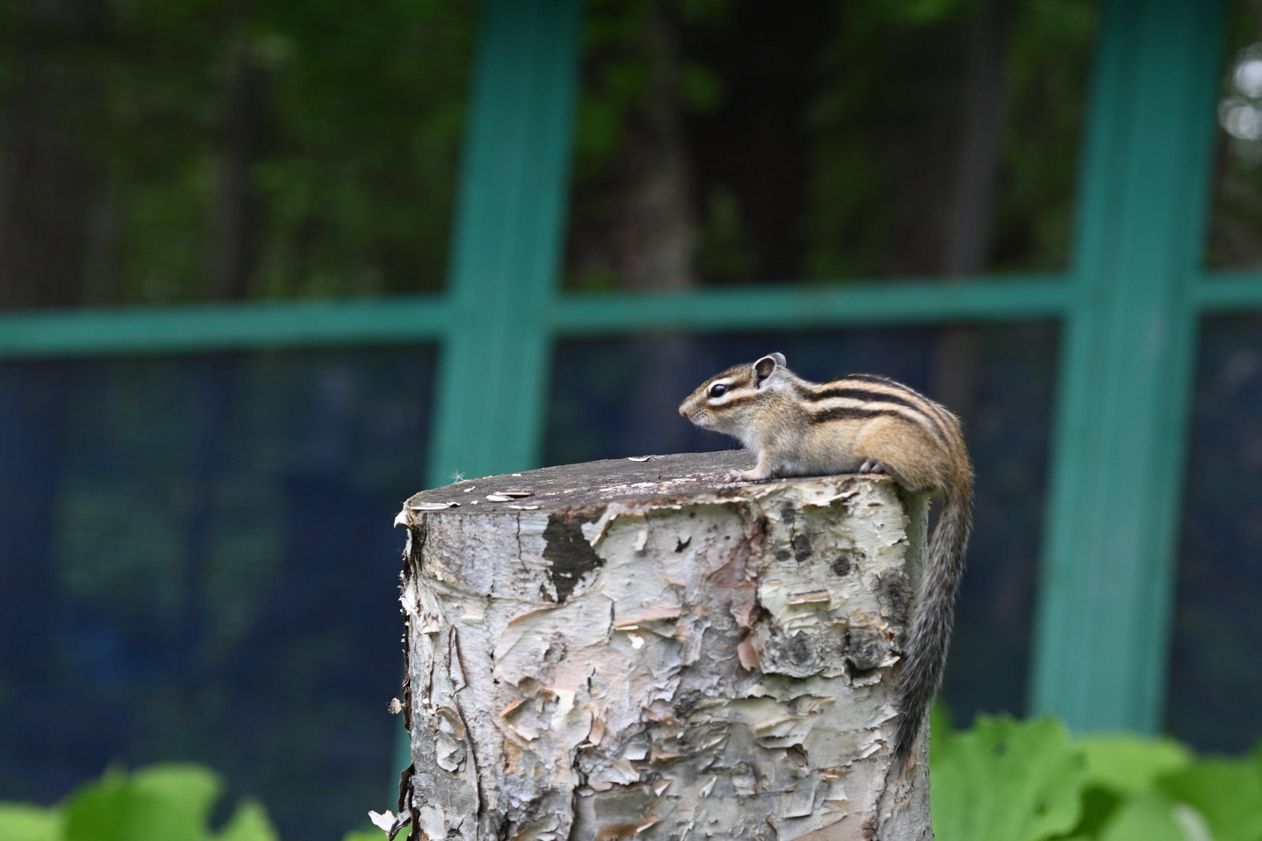 Carl Zeiss Sonnar T* 90mm F2.8 (G) とTZG-01で小樽の街を撮ってみた