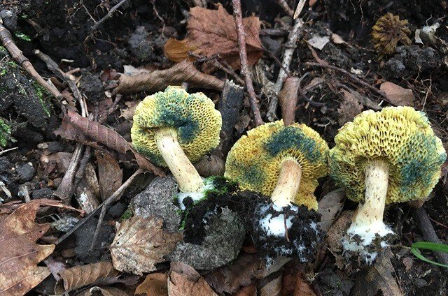 報告】キノコ博士と歩く「寿庵きのこクラブ」(第14回)～晩夏のキノコを