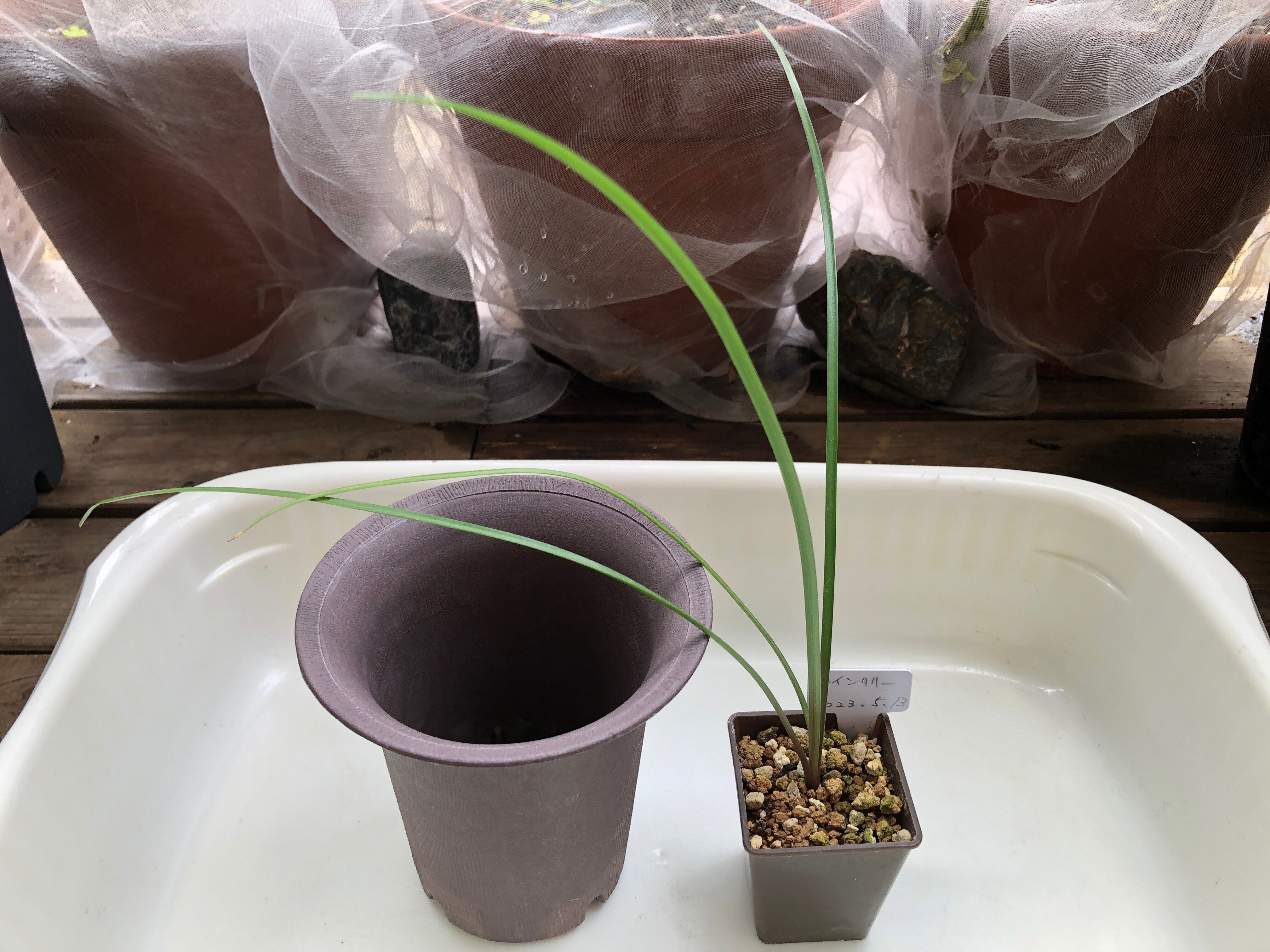 レインリリー(ゼフィランサス)を植え替え｜穂の気ままライフ