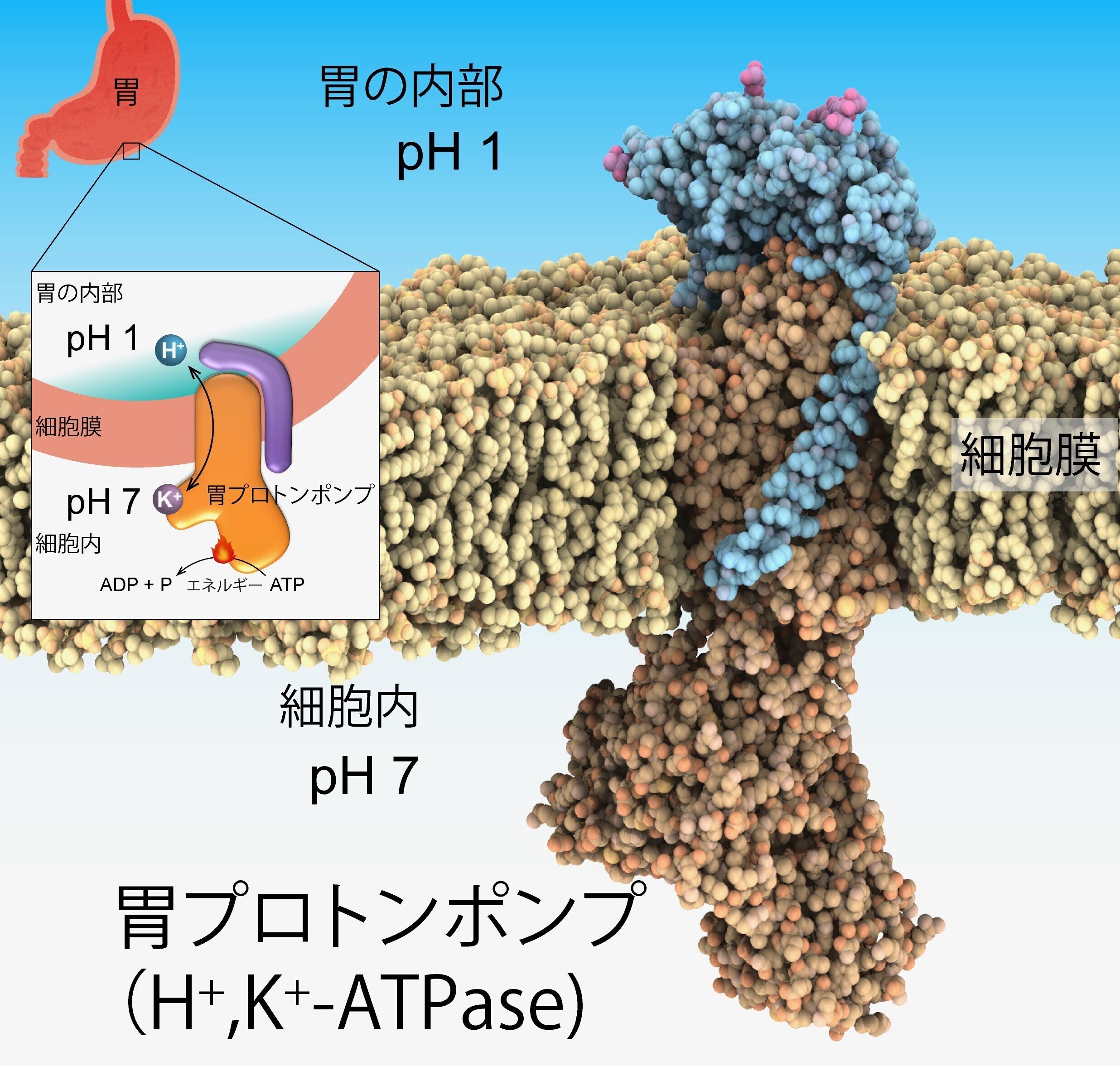 提案! AIに任せっきりじゃない構造ベース創薬|名古屋大学学術研究・産学官連携推進本部 提案! AIに任せっきりじゃない構造ベース創薬|名古屋大学学術研究・産学官連携推進本部