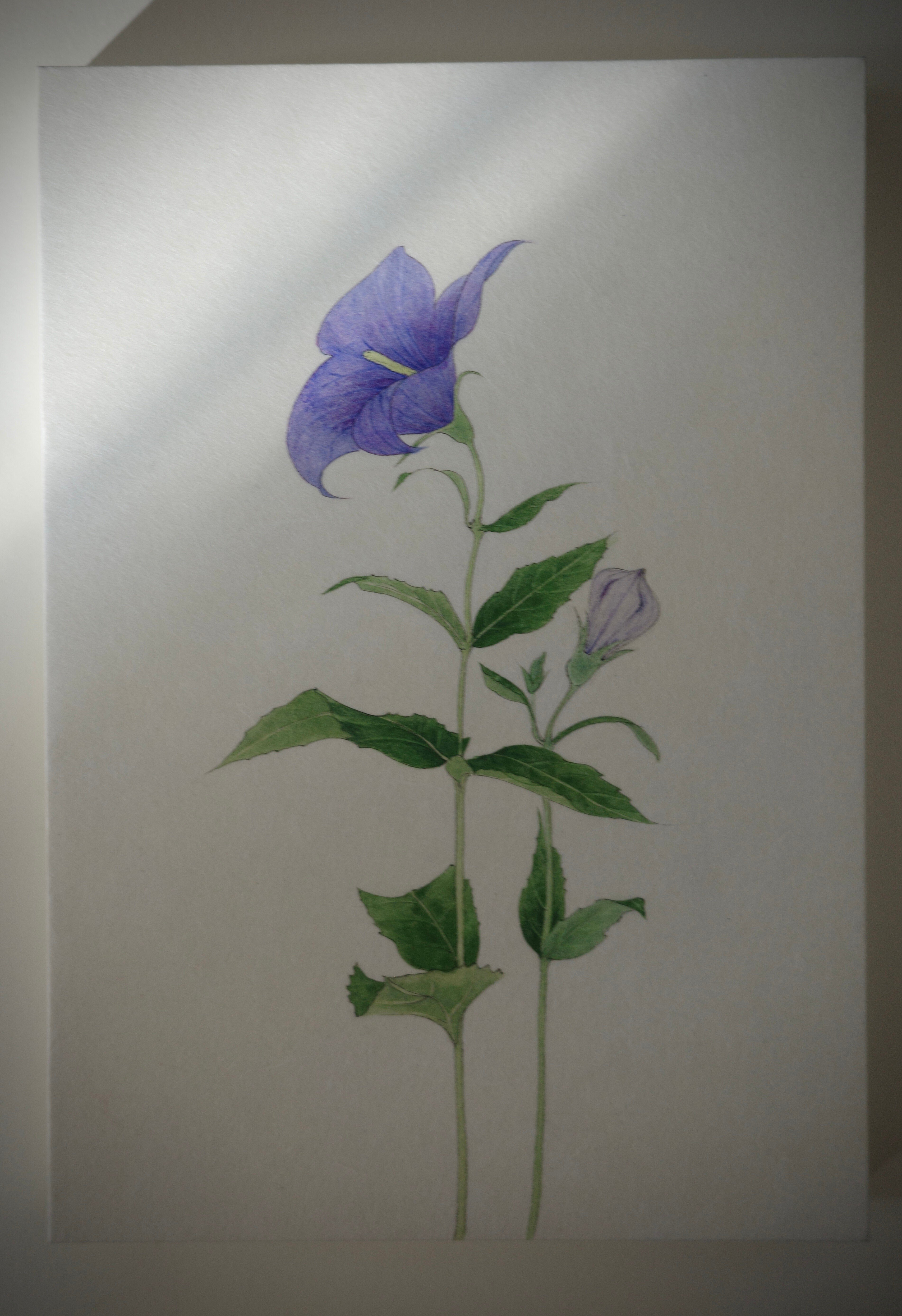 秋の夕暮れ、桔梗の花｜塩谷舞（mai shiotani)